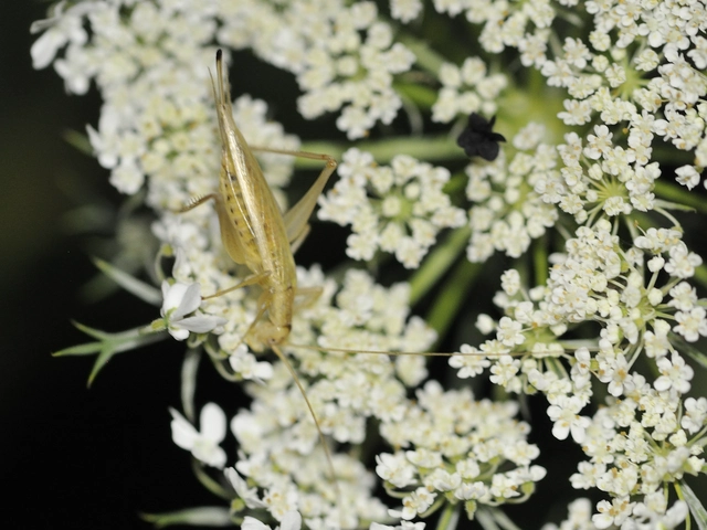 Oecanthus pellucens - pirregőtücsök