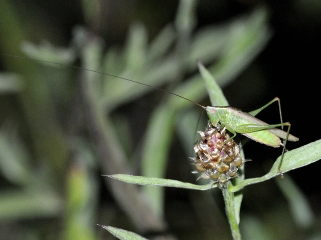 Conocephalus fuscus - kis kúpfejűszöcske