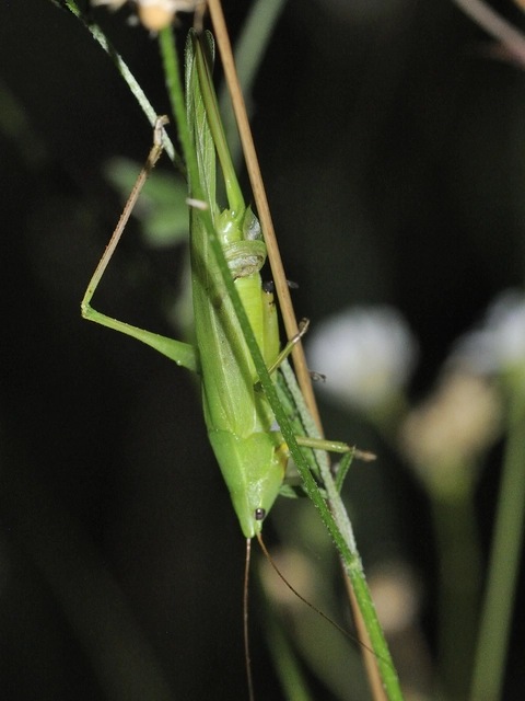 Ruspolia nitidula - nagy kúpfejűszöcske