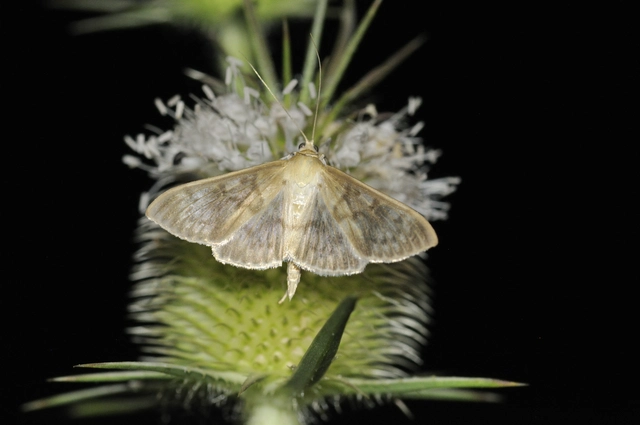 Patania ruralis - csalánevő tűzmoly