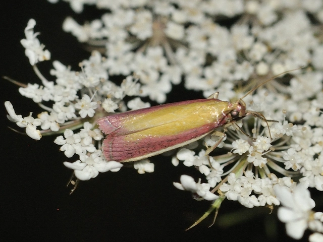Oncocera semirubella - lucernamoly
