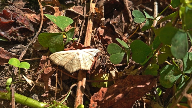 Scopula nigropunctata - feketepettyes araszoló