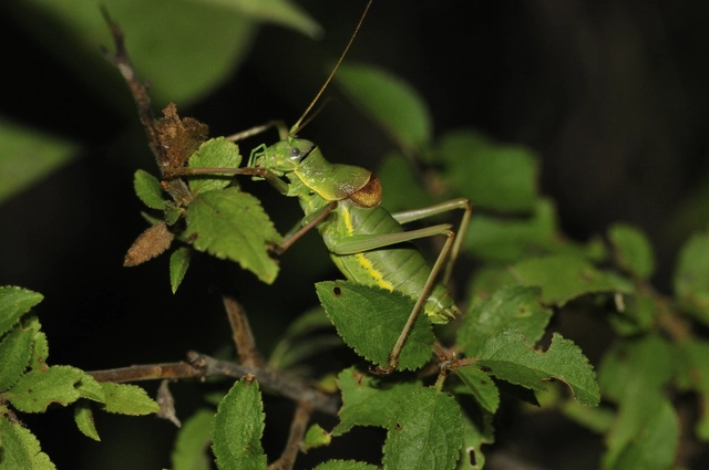 Ephippiger ephippiger - nyergesszöcske