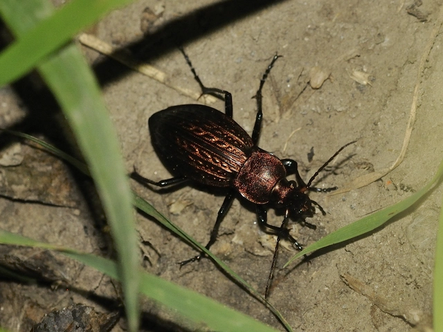 Carabus cancellatus - ragyás futrinka