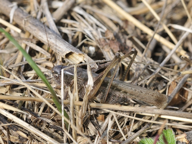 Platycleis
