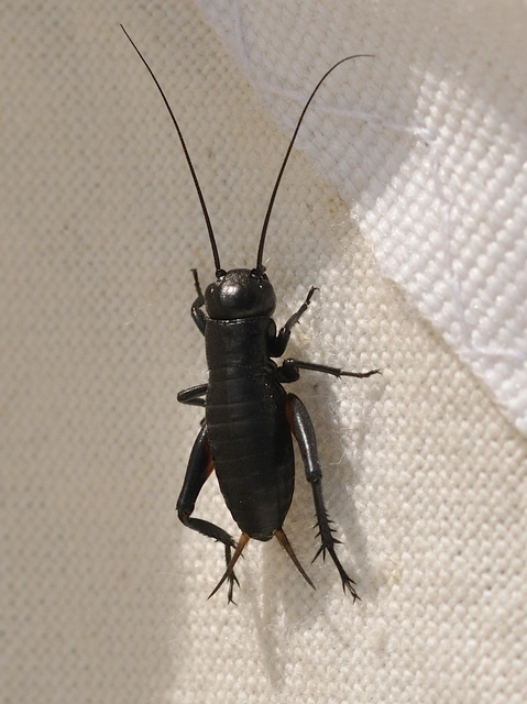 Gryllus campestris - mezei tücsök