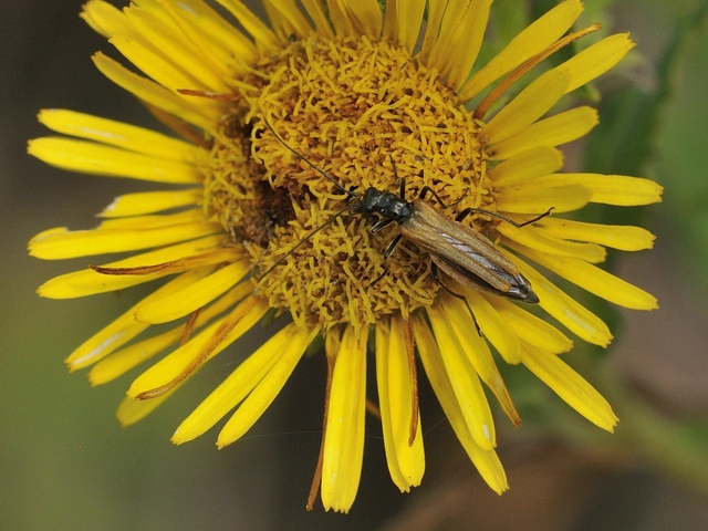 Oedemera femorata - sárgahátú álcincér