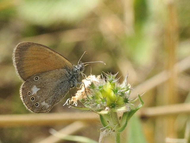 Coenonympha glycerion - közönséges szénalepke