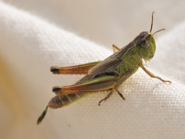 Pseudochorthippus parallelus - közönséges rétisáska