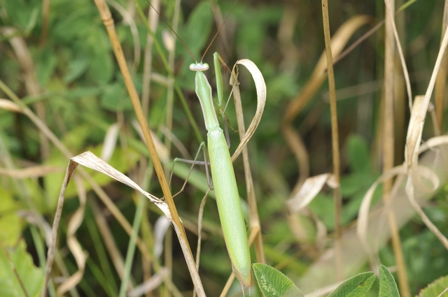 Mantis religiosa - imádkozósáska