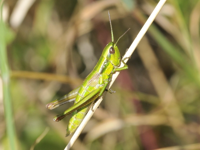 Euthystira brachyptera - smaragdzöld sáska