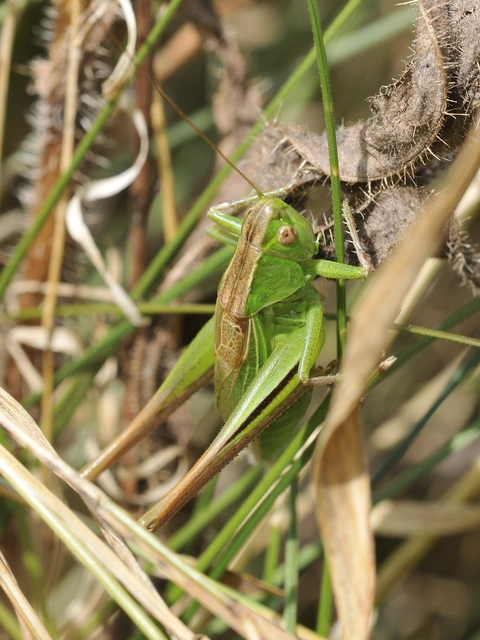 Bicolorana bicolor - halványzöld rétiszöcske