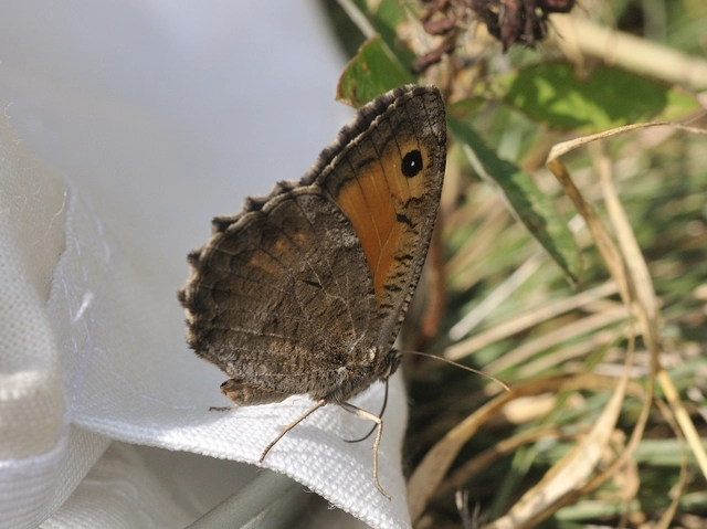 Arethusana arethusa - közönséges szemeslepke