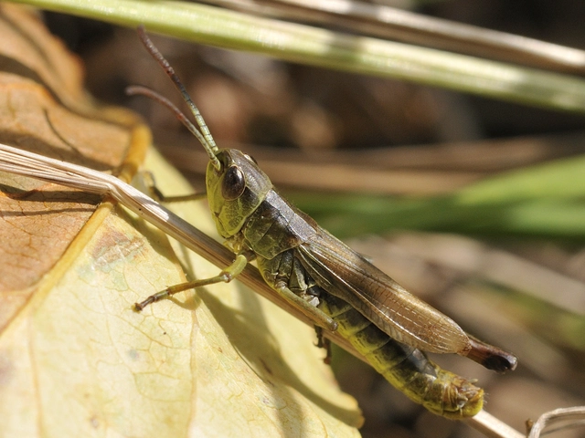Pseudochorthippus parallelus - közönséges rétisáska