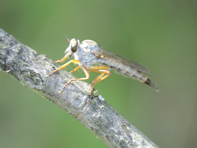 Aneomochtherus flavicornis