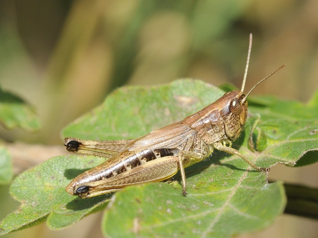 Pseudochorthippus parallelus - közönséges rétisáska