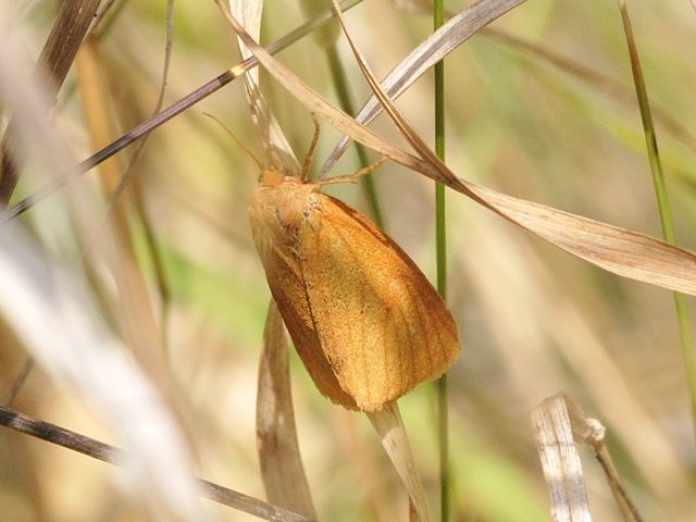 Diacrisia sannio - vörösszélű medvelepke