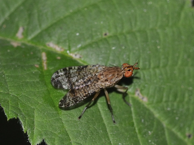 Sciomyzidae - szarvaslégyfélék