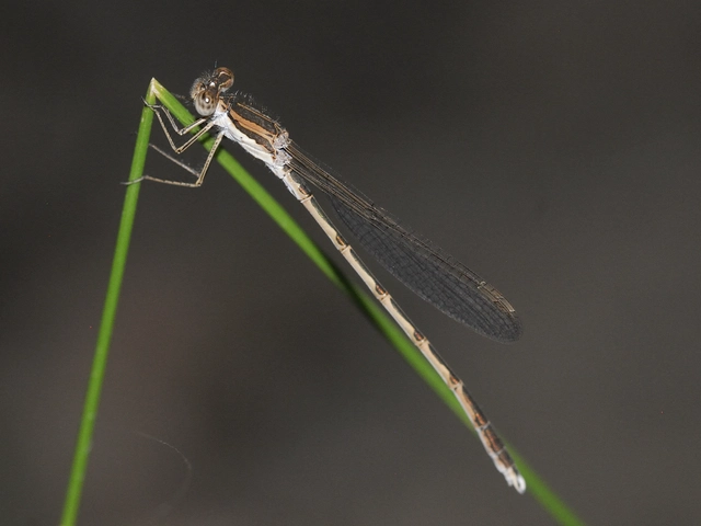 Sympecma fusca - téli rablószitakötő