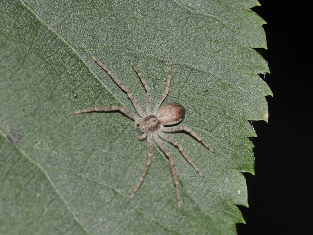 Philodromus