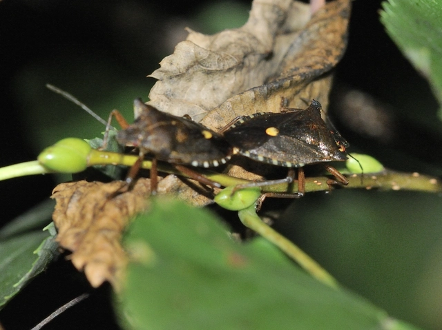 Pentatoma rufipes - vöröslábú címerespoloska Pentatoma rufipes - vöröslábú címerespoloska