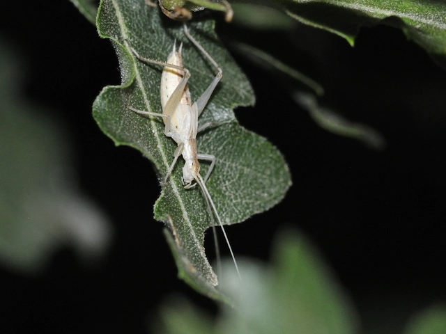 Oecanthus pellucens - pirregőtücsök