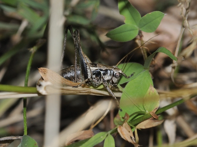 Pholidoptera griseoaptera - szürke avarszöcske