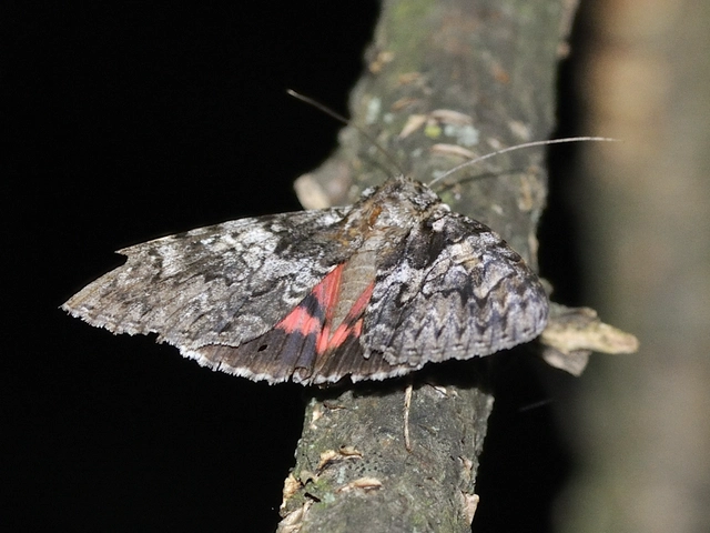 Catocala promissa - kis tölgyfa-övesbagoly