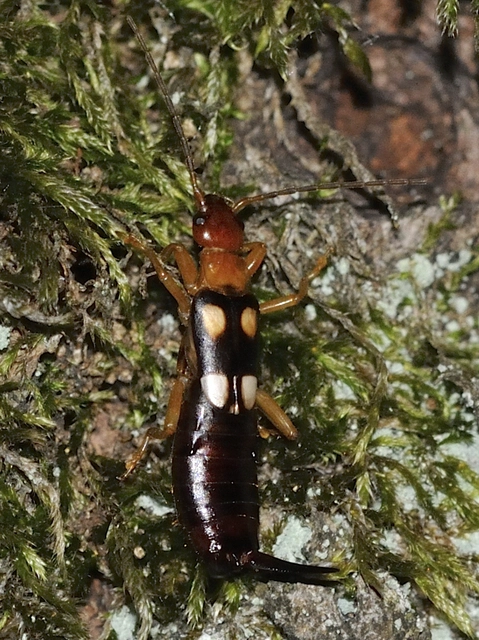 Forficula smyrnensis - szmirnai fülbemászó