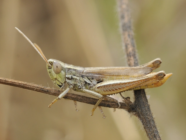 Euchorthippus declivus - rövidszárnyú rétisáska