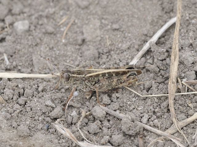 Calliptamus italicus - olaszsáska