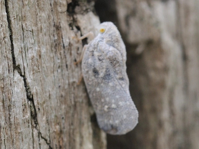 Metcalfa pruinosa - amerikai lepkekabóca