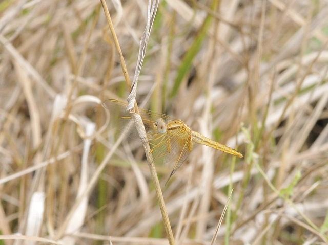 Crocothemis erythraea - skarlát szitakötő