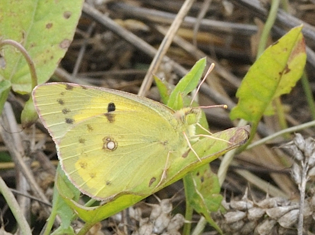 Colias erate - csángó-kéneslepke