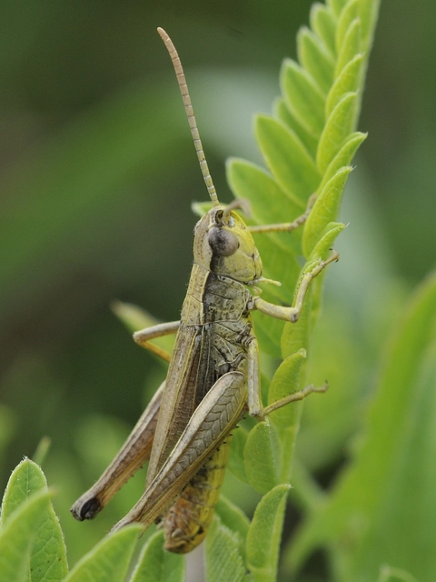 Pseudochorthippus parallelus - közönséges rétisáska
