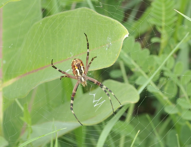 Argiope bruennichi - darázspók