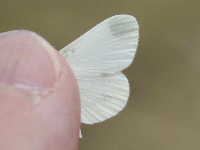 Leptidea sinapis - mustárlepke