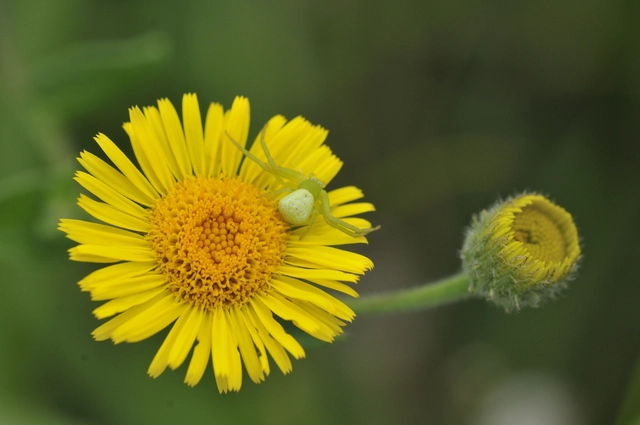 Ebrechtella tricuspidata - alakoskodó karolópók