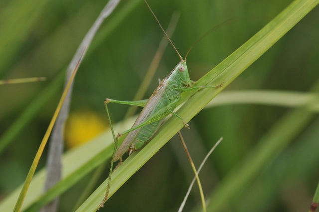 Conocephalus fuscus - kis kúpfejűszöcske