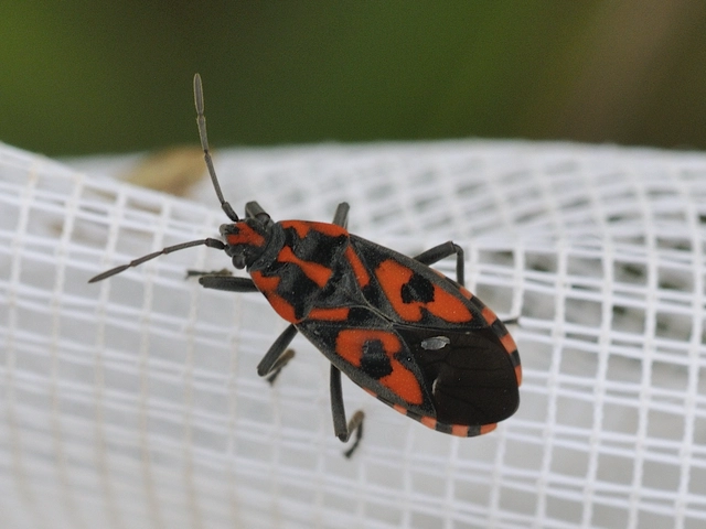 Spilostethus saxatilis - virágbodobács