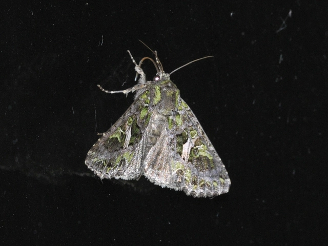 Trachea atriplicis - nyári zöldbagoly