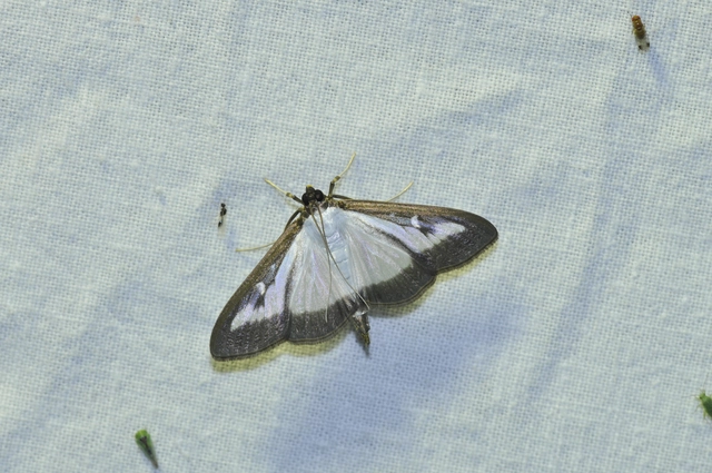 Cydalima perspectalis - puszpáng-tűzmoly