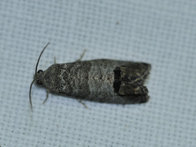 Cydia pomonella - almamoly