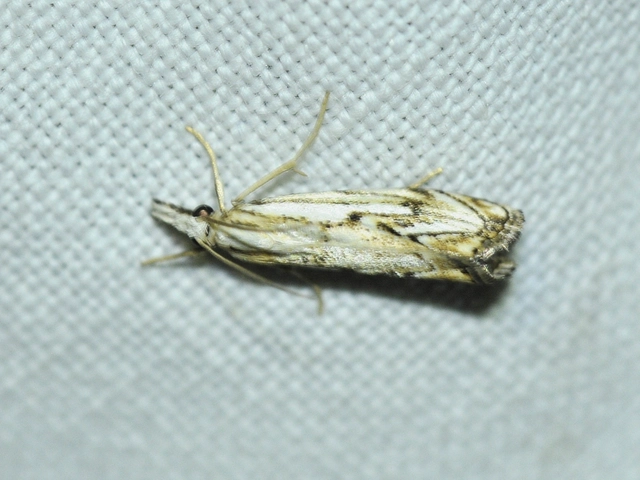 Catoptria falsella - hálós fűgyökérmoly