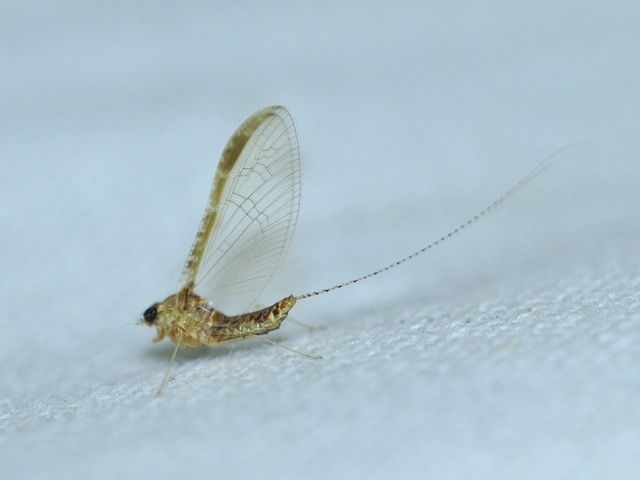 Cloeon dipterum - elevenszülő kérész