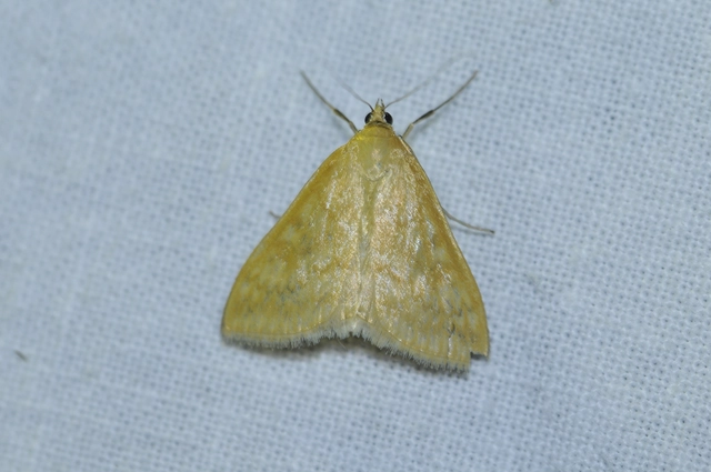 Sitochroa verticalis - világossárga dudvamoly