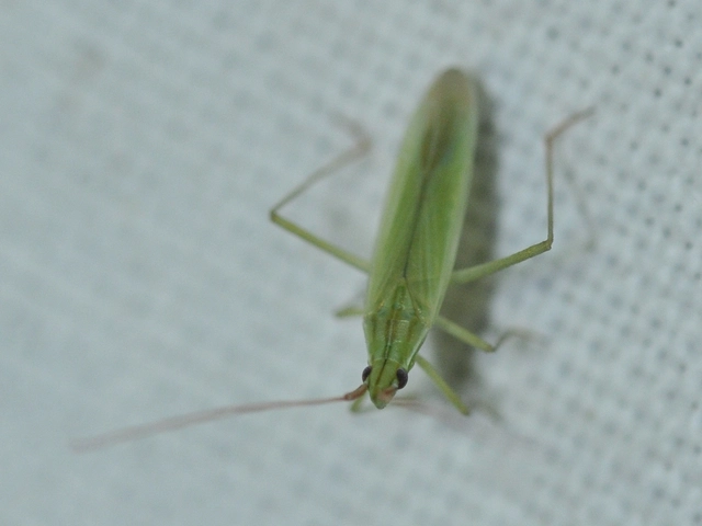 Trigonotylus