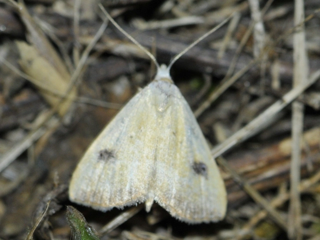 Rivula sericealis - selymes lórombagoly