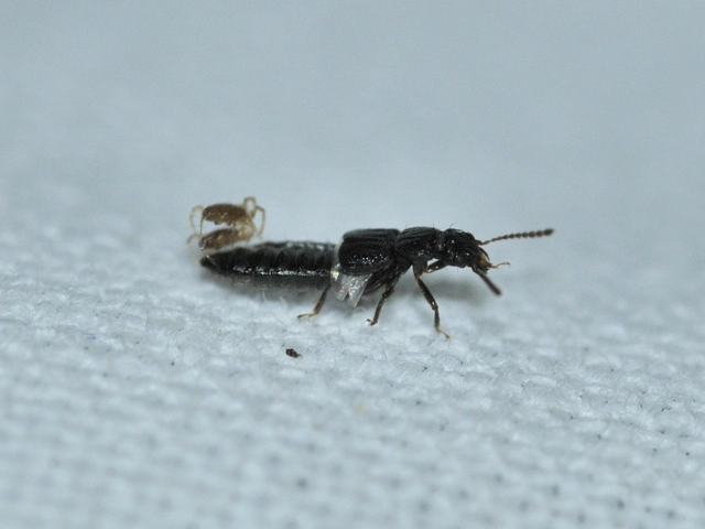Anotylus Anotylus