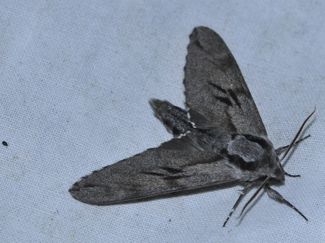 Hyloicus pinastri - fenyőszender